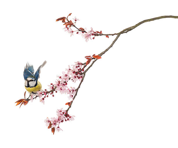 istock Blue Tit flying away from a branch, Cyanistes caeruleus 170443529