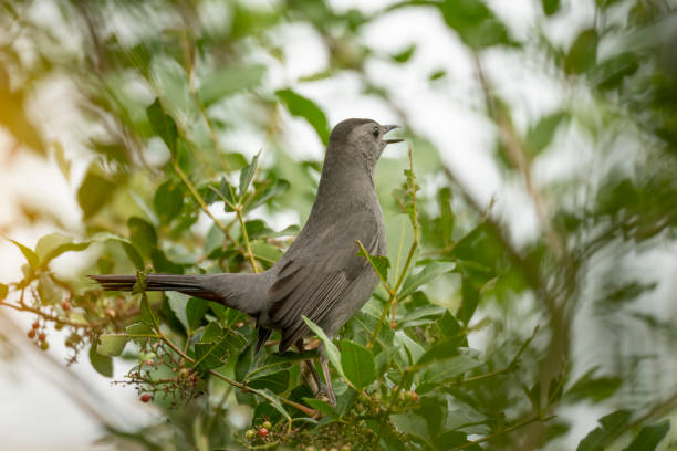 istock A Gray Catbird bird perched on a tree branch in summer Florida shrubs 1704435410