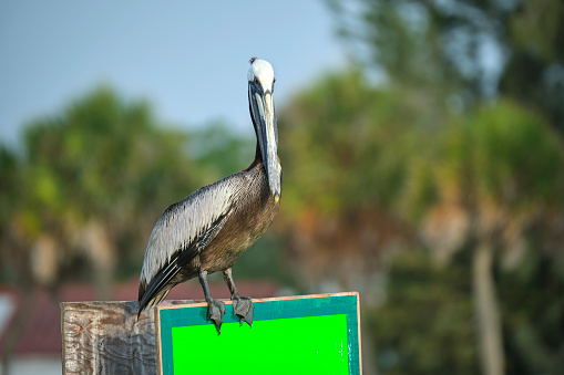 Big brown pelican perched on bright board sign on sunny summer day on tropical trees background.