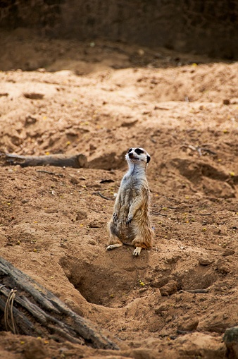 Meerkat Standing On Guard  close to den