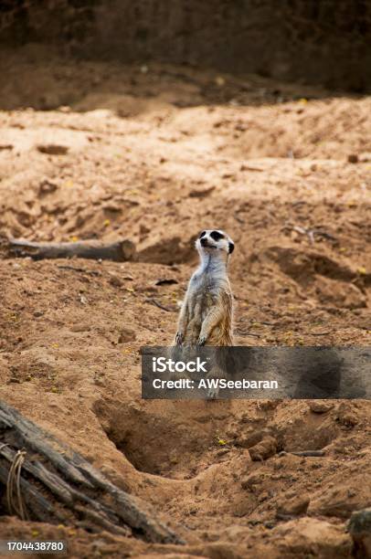 Meerkat Standing On Guard Stock Photo - Download Image Now - Alertness, Animal, Animal Body Part