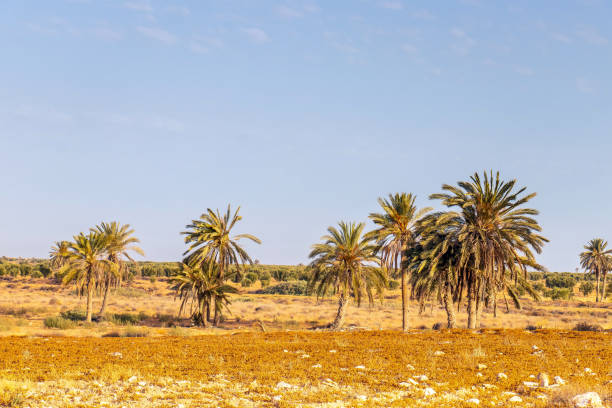 istock Saharan Splendor: Palm Trees Amidst Tunisia's Desert Terrain 1704439259