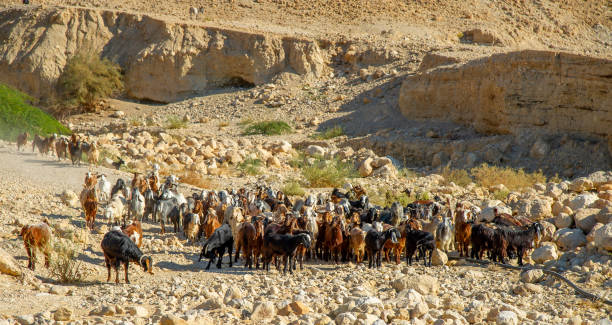 istock Goats with shepherd in Jordan 1704449214