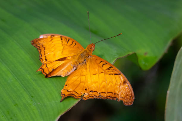 istock Cruiser Butterfly / Vindula Arsinoe Wings Spread on Green Leaf 1704453595