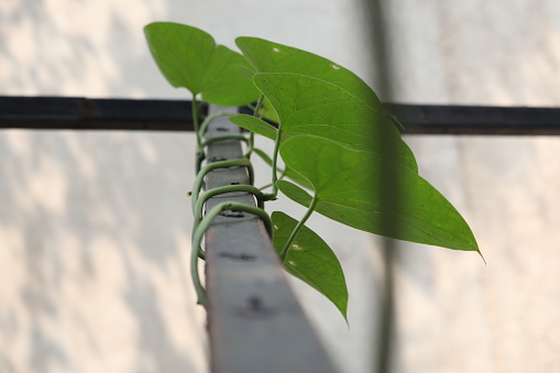 The plant vine wrapped around the iron frame beautifully.