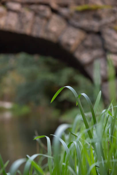 Bent reeds on the river bank in front of the old stone bridge