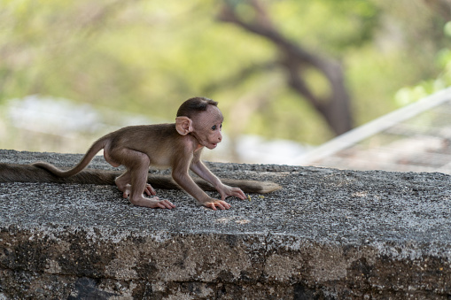 Baby monkey playing close to Mumbai, India