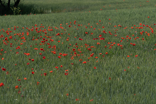 Green field filled with red poppies