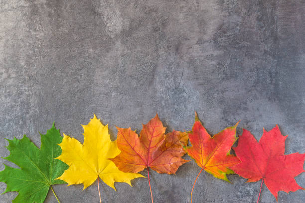 istock Autumn holidays greeting card template 1704474517