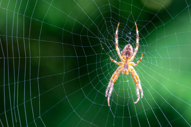 istock macro of a garden spider in its web seen from the back 1704503995