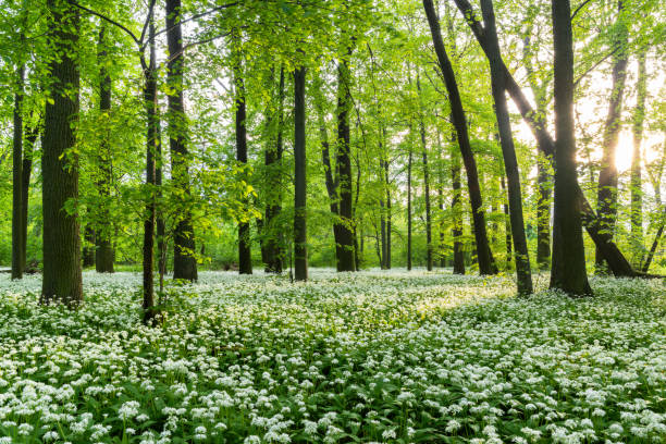 istock Sunny forest with wild garlic 1704511899
