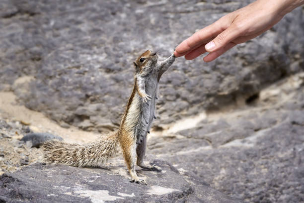 istock Barbary ground squirrel (Atlantoxerus getulus) upright standing female touching a human hand 1704515105