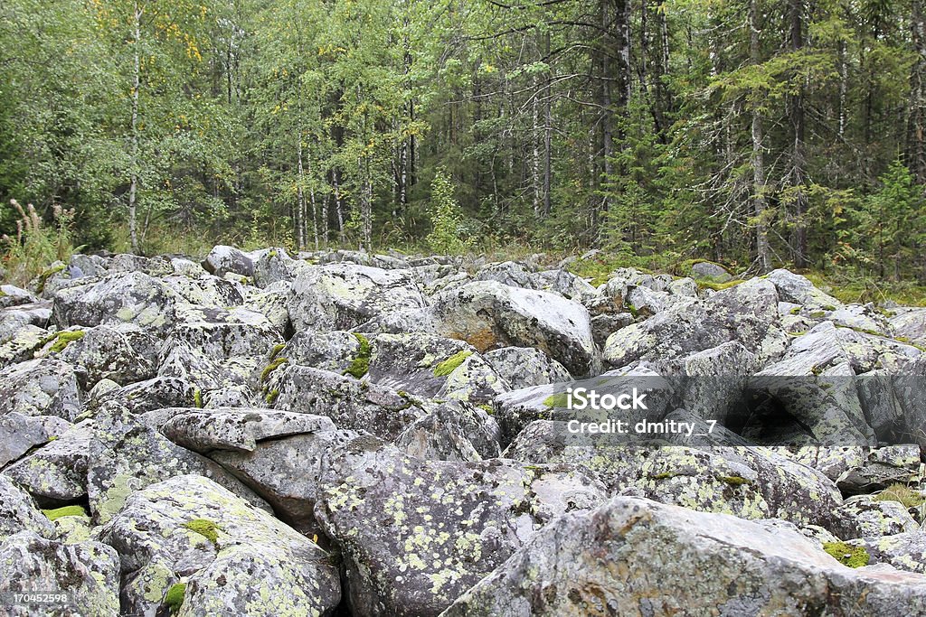 Stone - Foto de stock de Abeto libre de derechos