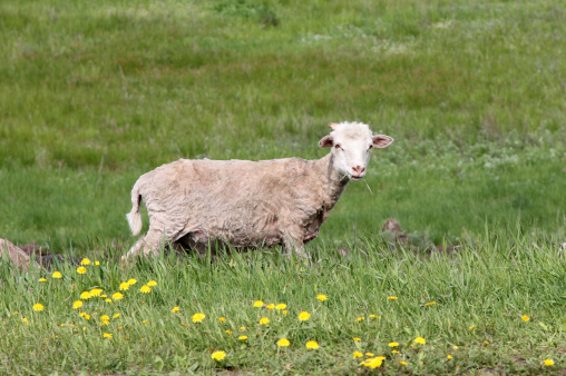 Lamb chewing a grass
