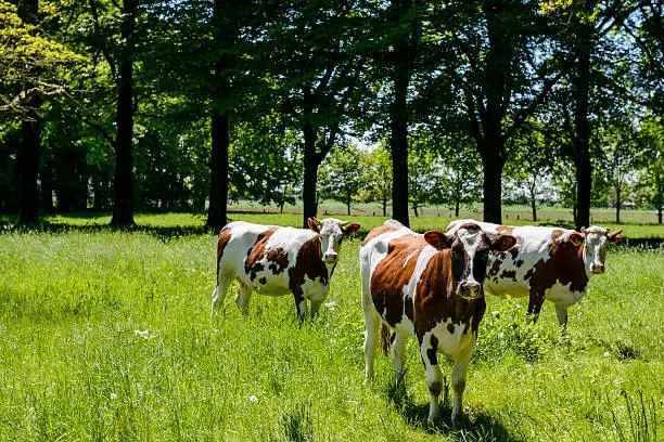 Photo of Cows in a field in nature