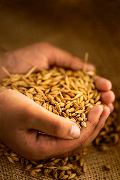 istock Handful of barley 170452851