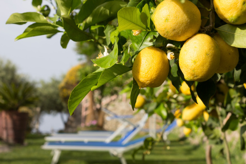 Lemon groves are common on the Amalfi Coast. This image is of lemons overlooking sun loungers in a Amalfi resort.
