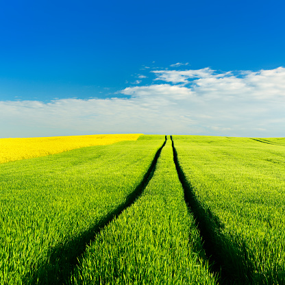 barley field