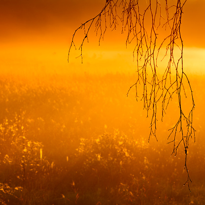 Morning Mist rising from Enchanted Moor at Sunrise
