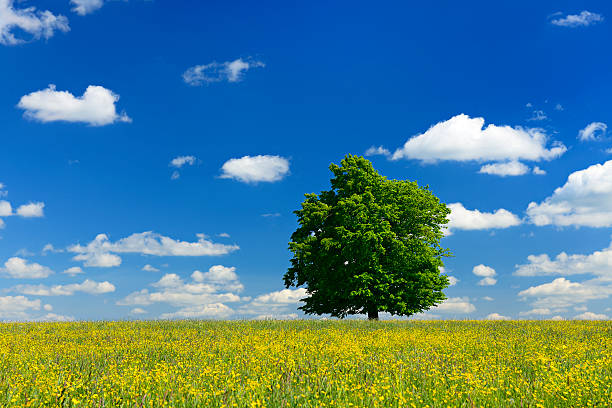 istock Oak Tree in Wildflower Meadow under Blue Sky 170453323