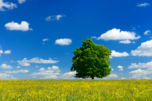 Oak Tree in Wildflower Meadow under Cloudy Blue Sky