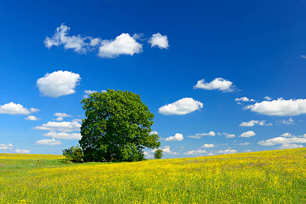 istock Oak Tree in Wildflower Meadow under Blue Sky 170453333