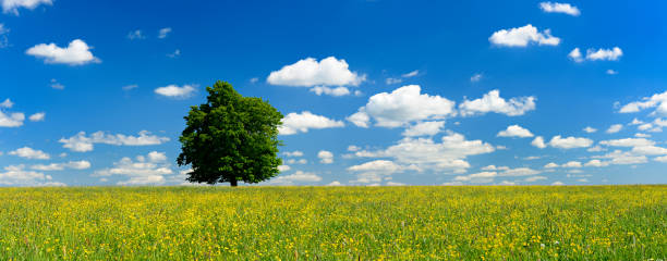 istock Oak Tree in Wildflower Meadow under Cloudy Blue Sky 170453337