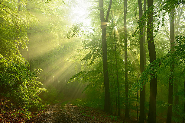 istock After the Rain - Sunbeams in Damp Beech Tree Forest 170453348