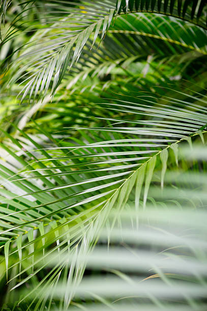 istock Palm Fronds Criss Cross in Dense Jungle Foliage 170453404
