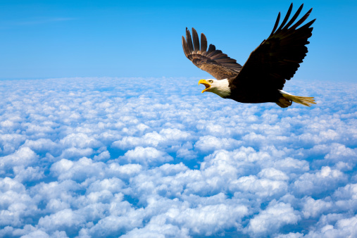 A beautiful shot of a flying Bald eagle spreading wings with blurred trees in the background