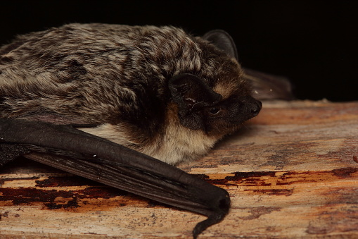 The parti-coloured bat or rearmouse (Vespertilio murinus) head detail in a natural habitat