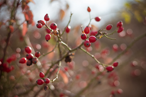 red rosehip berry, autumnal nature outdoors
