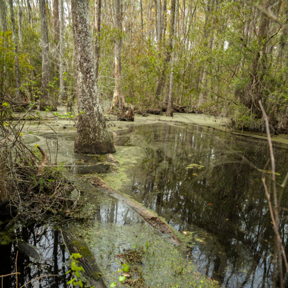 Swamp in South Carolina, USA