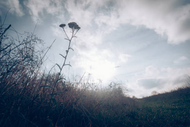 dry plant outdoors, nostalgic blue atmopshere