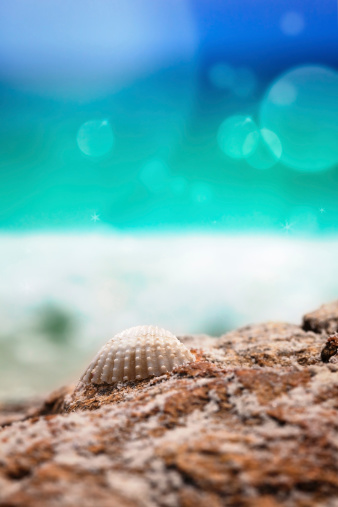 Close up of shell on beautiful tropical beach on sunny, summer day. Selective focus. Bokeh added.
