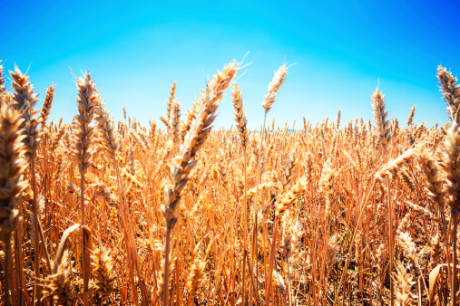 Close up of ripe wheat field against blue sky. Selective focus.