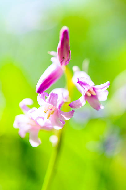 Wild purple and pink Hyacinth flowers in a forest on a beautiful spring day.