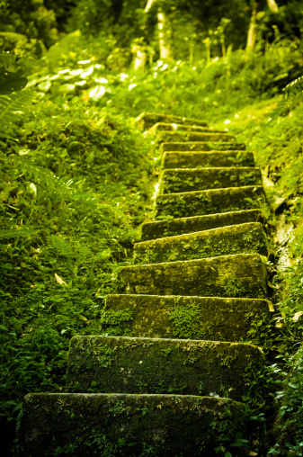 A natural stair leading upwards within lush green foliage.