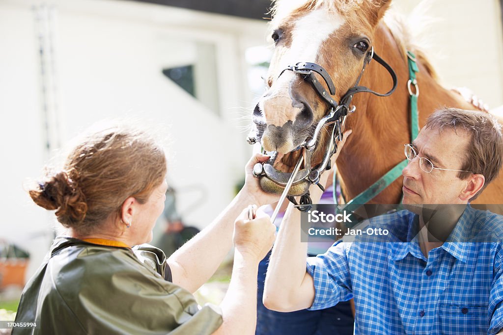 馬の歯科医たち - 2人のロイヤリティフリーストックフォト