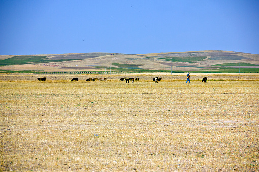 Dairy farm view with shepherd on a steppe land in kırşehir middle anatolia turkey, there are dairy farms and Agriculture planting areas with adobe house in village in kırşehir turkey in a sunny day. Village view on a steppe land in kırşehir middle anatolia turkey, there are Agriculture planting areas with adobe house in village in kırşehir turkey in a sunny day.