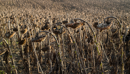 a field of dry sunflowers in the fall, harvest time