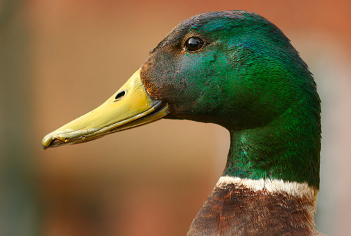 Wild duck portrait, Mallard