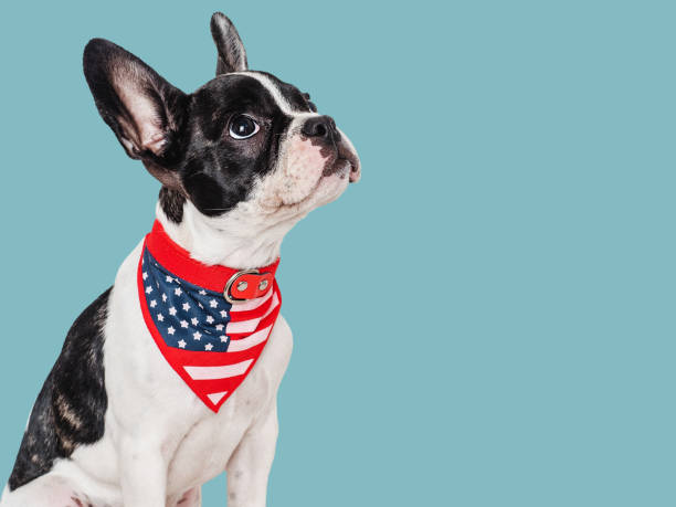 istock Cute puppy and American Flag. Studio shot 1704570749