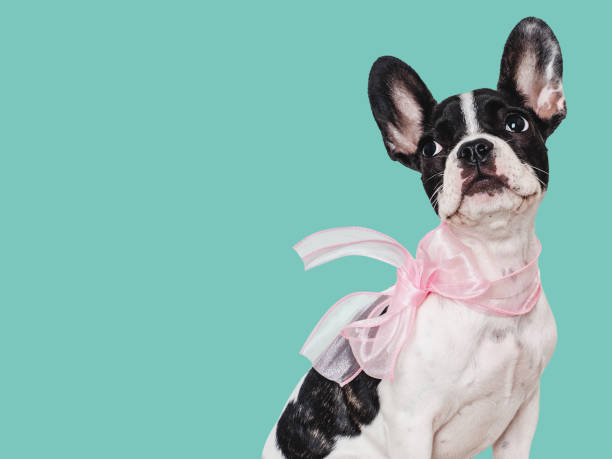 istock Cute puppy and pink bow on his neck 1704571308