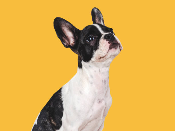 istock Cute puppy sitting on the table. Studio shot 1704571861