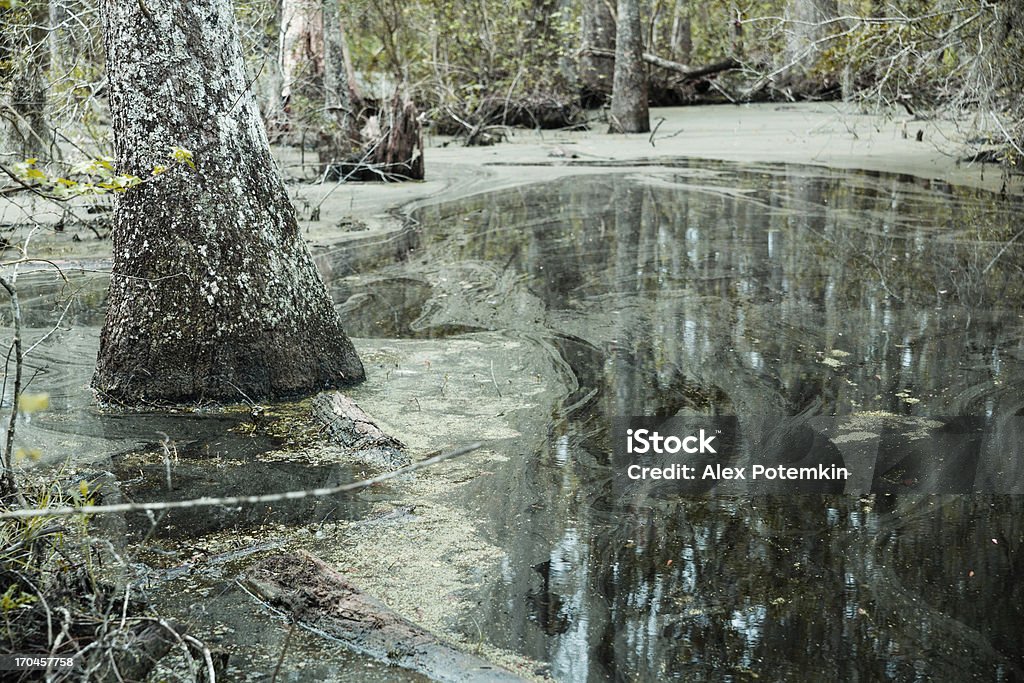 Swamp en Carolina del Sur, EE.UU. - Foto de stock de Agua libre de derechos