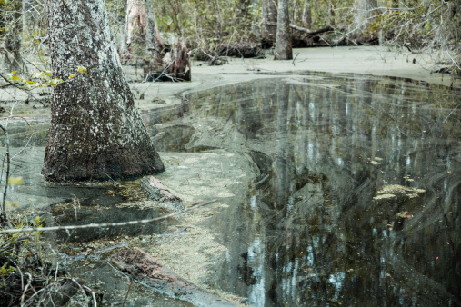 Swamp in South Carolina, USA