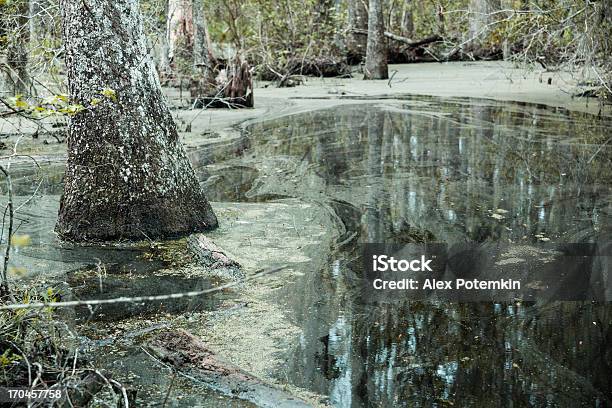 Swamp W Stan Karolina Południowa Usa - zdjęcia stockowe i więcej obrazów Bagno - Bagno, Woda, Stan Karolina Południowa