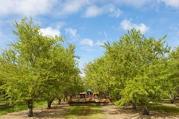 Almond trees in full flower blossom at the height of spring in a commercial orchard in Israel.