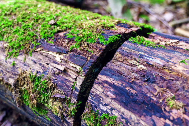An old log covered with moss in a cut